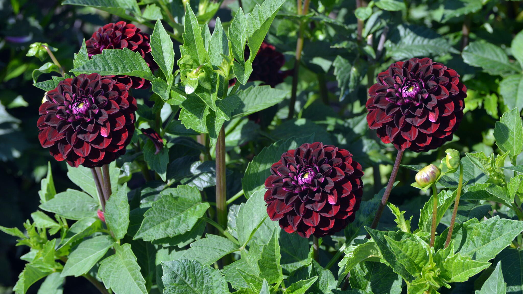 Beautiful dahlia flowers - dark spirit